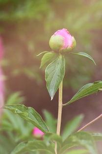 沾花惹草在线观看,一场浪漫纠葛的在线情感之旅  第1张