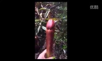 植物图片视频可以爆料吗,揭秘自然界的绿色宝藏  第2张