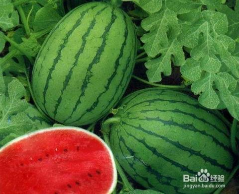 中山网红吃瓜群叫什么,揭秘背后故事与热门话题  第3张